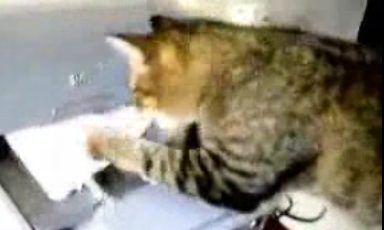 Cat Vs. Printer